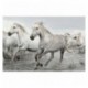Poster White Horses