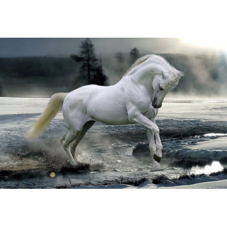 Poster Bob Langrish Horse Snow