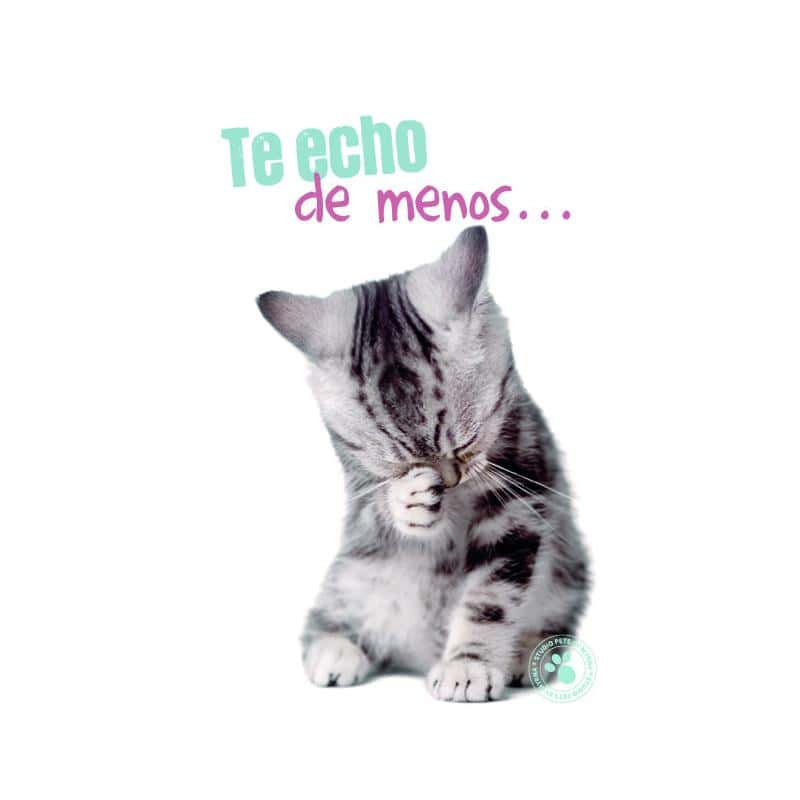 tarjeta felicitacion te echo de menos nosoloposters com targeta de felicitacion